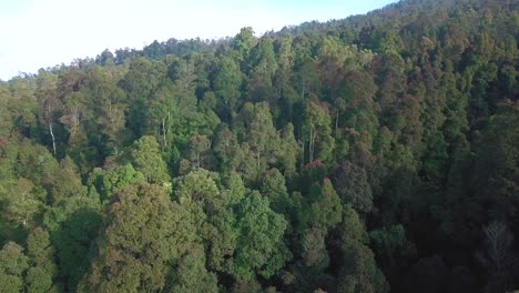 Aerial-flyover-deep-forest-trees-woodland-growing-on-mountain-In-Asia-during-sunny-day