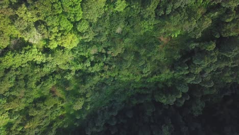 Overhead-Drohnenvideo-Von-Baumwipfeln-Dichter-Tropischer-Regenwaldbäume