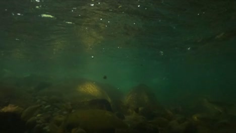Underwater-slow-motion-shot-of-some-fish-swimming-peacefully-in-a-river