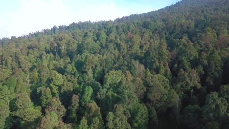 Forward-drone-video-dense-of-Tropical-rain-forest-trees-on-the-slope-of-mountain-swaying-on-the-wind