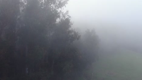 Niebla-Costera-Empañando-Los-árboles-Del-Bosque-De-Polipoli