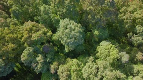 Overhead-Drohnenaufnahmen-Von-Baumkronen-Dichter-Tropischer-Regenwaldbäume-Im-Tropischen-Klimagebiet-Indonesiens