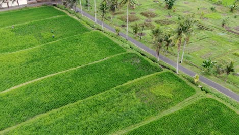 Vibrant-rice-fields-near-road-with-palm-trees-growing-nearby,-aerial-orbit-view