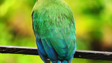 Motmot-Andino--Pájaro-Tropical-Colorido-Barranco-Paseriformes-Andinos-1