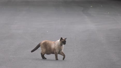 Schwarze-Katze,-Die-Die-Straße-Am-Tatort-überquert