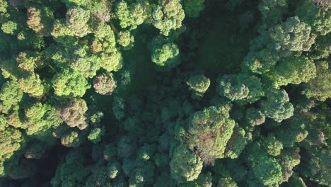 Overhead-Drohnenvideo-Von-Baumwipfeln-Dichter-Tropischer-Regenwaldbäume-1
