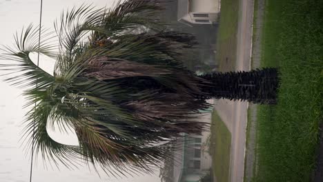 Vertikaler-Schuss-Einer-Palme-In-Florida-Während-Eines-Gewitters-Mit-Blitz