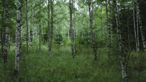 4k-Drone-shot-of-dense-birch-forest-in-Sweden-1