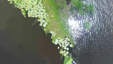 Drone-moving-up-and-capture-the-different-green-vegetation-growing-in-the-river-of-Amazon-near-Parintins,-Brasil