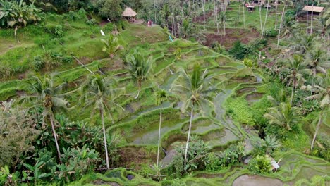 Terrazas-De-Arroz-Verdes-Y-Vibrantes-Con-Palmeras-En-Bali,-Vista-Aérea-Cinematográfica