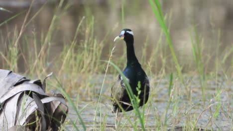 White-breasted-waterhen---pond-area---black-