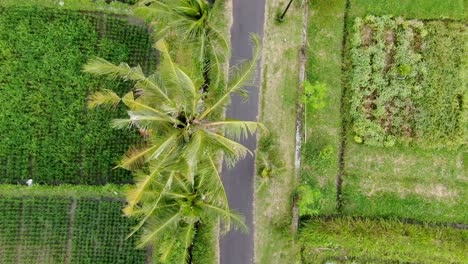 Coconut-palm-trees-growing-near-rice-fields,-aerial-top-down-view