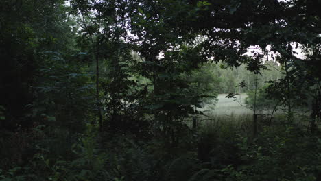 4k-Drone-shot-of-dark-dense-forest-in-silhouette