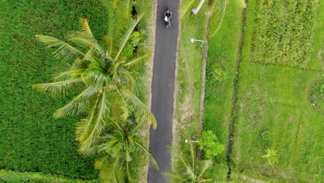 Motorbikes-ride-on-asphalt-road-surrounded-by-rice-fields,-top-down-view