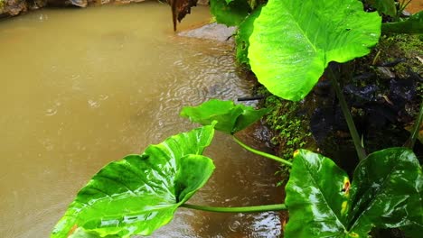 Philodendron-Green-Plant-Under-the-Rain-Humid-Tropical-Pond-American-Forest-Wet-Leaves-Shining-in-Colombian-Valley