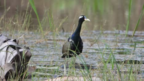 White-breasted-waterhen---pond---relax