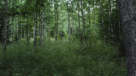 4k-Drone-shot-of-dense-birch-forest-in-Sweden