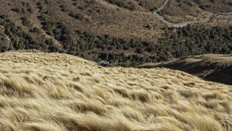 Grasses-in-the-mountain-slope-with-road-below