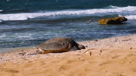 Grüne-Meeresschildkröte,-Die-Sich-An-Den-Sandstränden-Von-Maui-Ausruht