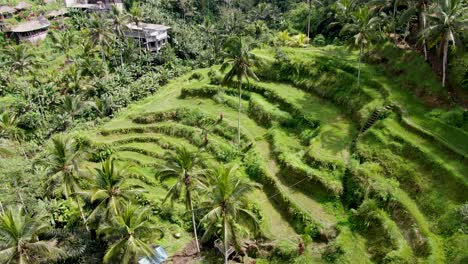 Icónica-Terraza-De-Arroz-Vibrante-Y-Pequeños-Edificios-En-Bali,-Vista-Aérea