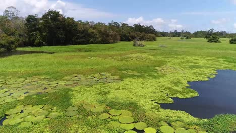 Drohne-Erfasst-Die-Verschiedenen-Wasserpflanzen-Und-Lotusblätter-Wachsen-Im-Amazonas-In-Der-Nähe-Des-Regenwaldes