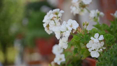 Moonlight-White-Zonal-Geranium-the-White-Flower-at-the-end-of-flowering-sways-in-the-wind-and-enjoys-it