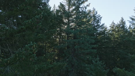 Drohnenantenne-Von-Malerischen-Bäumen-Im-Südlichen-Bundesstaat-Washington-5