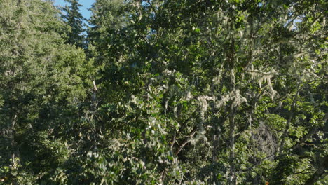 Drohnenantenne-Von-Malerischen-Bäumen-Im-Südlichen-Bundesstaat-Washington-3