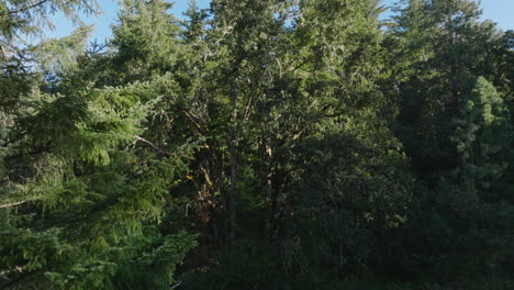 Drohnenantenne-Von-Malerischen-Bäumen-Im-Südlichen-Bundesstaat-Washington-7