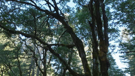 Drohnenantenne-Von-Malerischen-Bäumen-Im-Südlichen-Bundesstaat-Washington-6