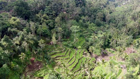 Terrazas-De-Ubud-En-Bali,-Indonesia,-Vista-De-ángulo-Alto-De-Drones-En-Un-Día-Soleado
