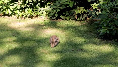 Wild-rabbit-eating-grass-in-the-bushes-with-sun-spots-shining-onto-the-meadow