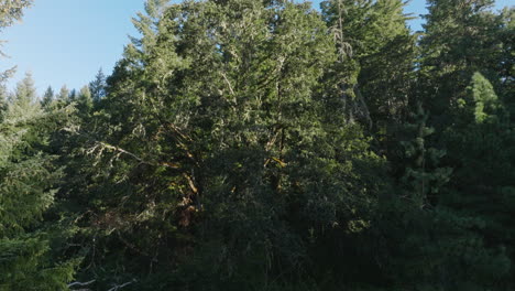 Drohnenantenne-Von-Malerischen-Bäumen-Im-Südlichen-Bundesstaat-Washington-9