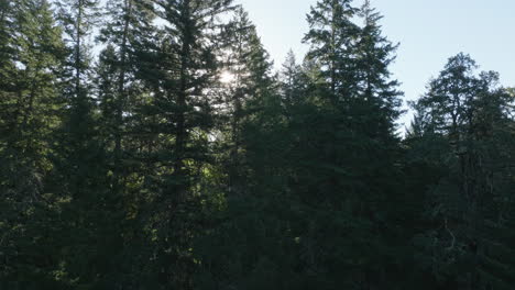 Drohnenantenne-Von-Malerischen-Bäumen-Im-Südlichen-Bundesstaat-Washington-4
