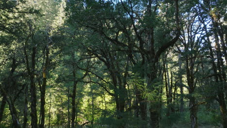 Drohnenantenne-Von-Malerischen-Bäumen-Im-Südlichen-Bundesstaat-Washington-8