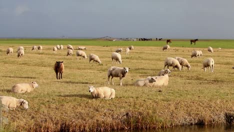 Flock-of-sheep-grazing-on-pasture-near-the-Wadden-Sea