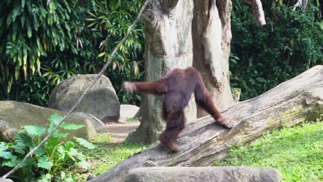 Distinctive-red-fur,-great-apes-orangutan-swinging-across-the-other-side-of-playground-with-its-long-and-powerful-limbs,-grasping-on-the-rope-at-Singapore-zoo,-Southeast-Asia,-handheld-motion-shot