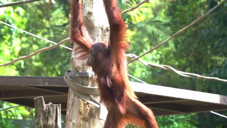 Red-fur-great-apes-orangutan-climbing-across-obstacles,-grasping-on-the-rope-with-its-long-and-powerful-limbs-at-the-playground-at-Singapore-zoo,-Southeast-Asia,-handheld-motion-shot