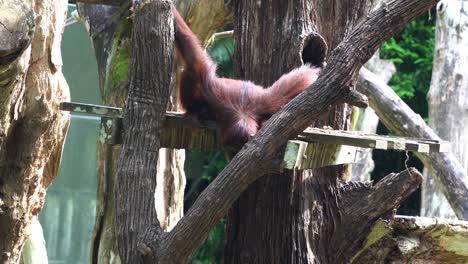 Largest-arboreal-mammal-with-distinctive-red-fur,-orangutan-looking-down,-searching-for-something-at-Singapore-zoo,-Southeast-Asia,-handheld-motion-shot