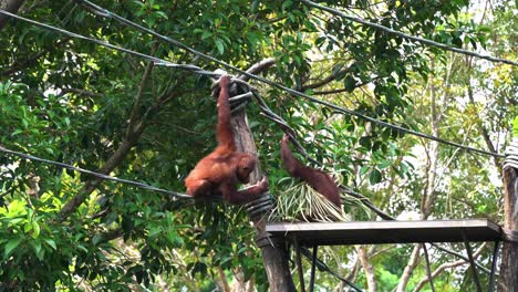 Hungry-and-playful-great-apes-orangutans-huddling,-wrestling-and-fighting-for-food-on-the-platform-at-Singapore-zoo,-Southeast-Asia,-handheld-motion-shot