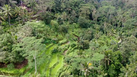 Terrazas-De-Arroz-De-Ubud-Cubiertas-De-Bosque-Tropical-En-La-Isla-De-Bali,-Vista-Aérea