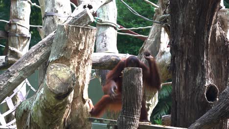 Great-apes-orangutan-with-distinctive-red-fur,-climbing-down-by-swinging-on-and-grasping-the-ropes-with-its-powerful-limbs-at-Singapore-zoo,-Southeast-Asia,-handheld-motion-shot