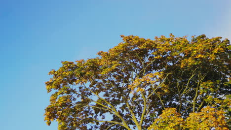 árbol-Grande-Con-Hojas-Amarillas-En-La-Mañana-En-Un-Día-Soleado