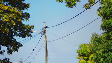 A-crow-sits-on-wires-outside-on-a-sunny-autumn-day