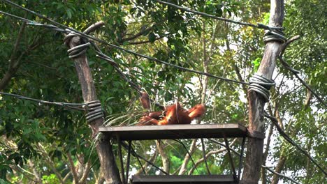 Two-hungry-and-playful-great-apes-orangutan-fighting-for-food-on-the-platform-at-Singapore-zoo,-Southeast-Asia,-handheld-motion-shot