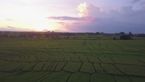 Tidy-aerial-pattern-of-extensive-green-rice-field-near-Canggu-Bali
