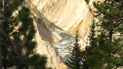 Breiter-Schuss-Des-Yellowstone-River-Zwischen-Grünen-Bäumen-Im-Sommer