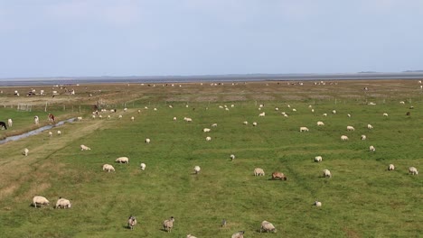 Sheep-grazing-on-pasture-next-to-the-Wadden-Sea-1