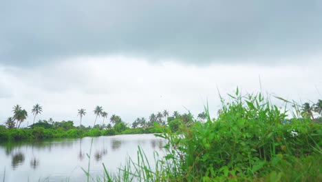 A-large-fish-farming-lake-in-the-middle-of-a-coconut-plantation-,-The-path-is-covered-with-grass-and-coconut-trees,The-sky-is-about-to-rain,-SHOT-pans-from-left-to-right