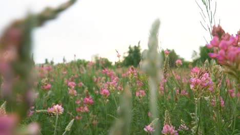 Closeup-POV-moving-forward-through-field-of-pink-flowers-in-summer